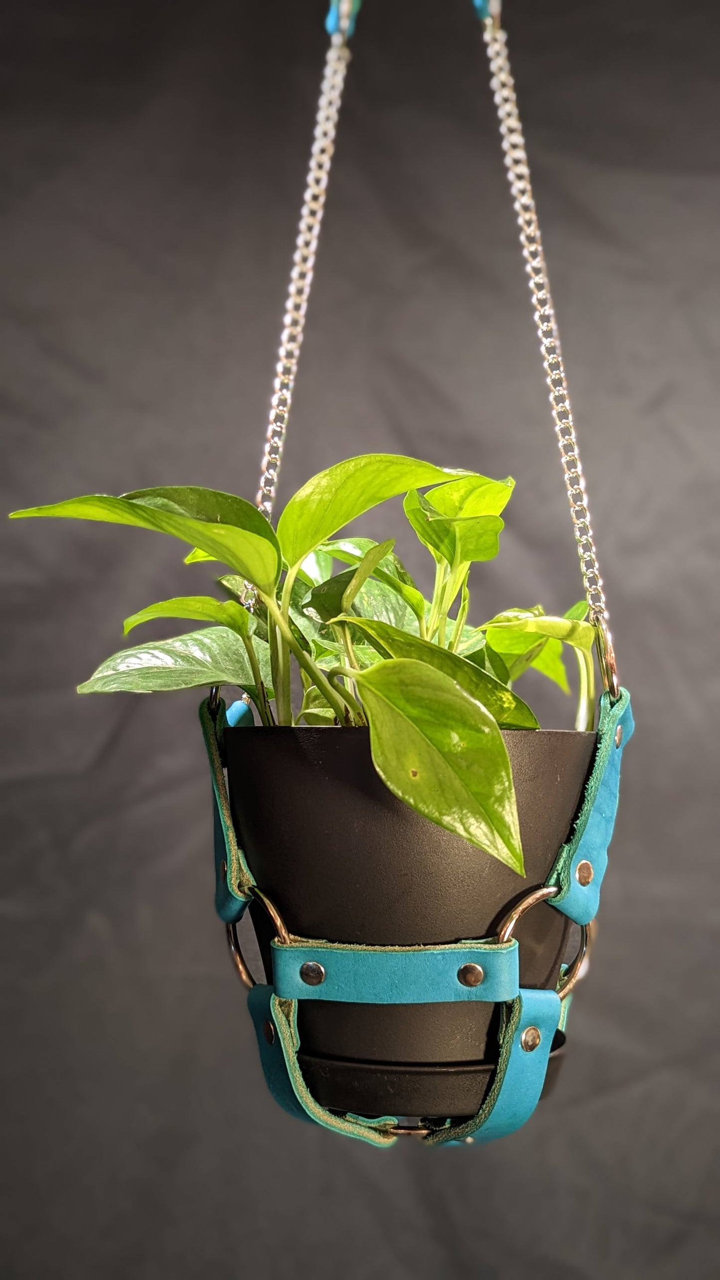 Teal leather plant hanger with silver hardware and chain. It is holding a 6" black plant pot with a golden pothos plant.