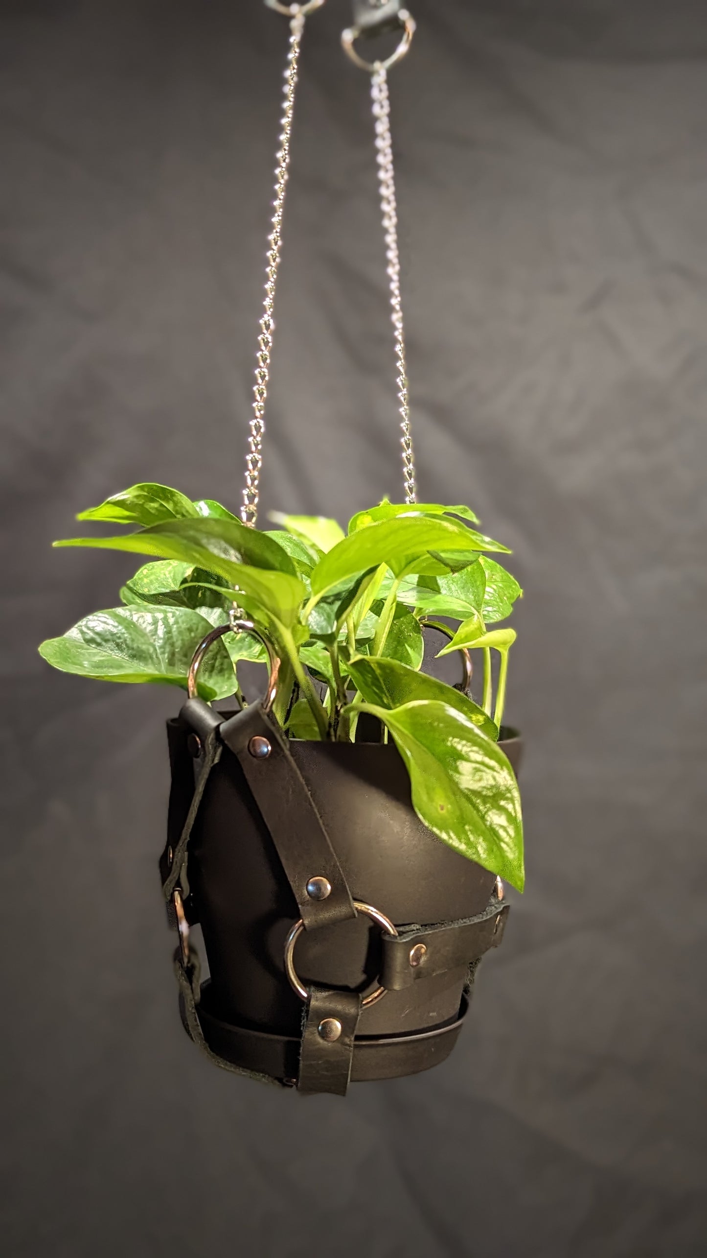 Black leather plant hanger with silver hardware and chain. It is holding a 6" black plant pot with a golden pothos plant.