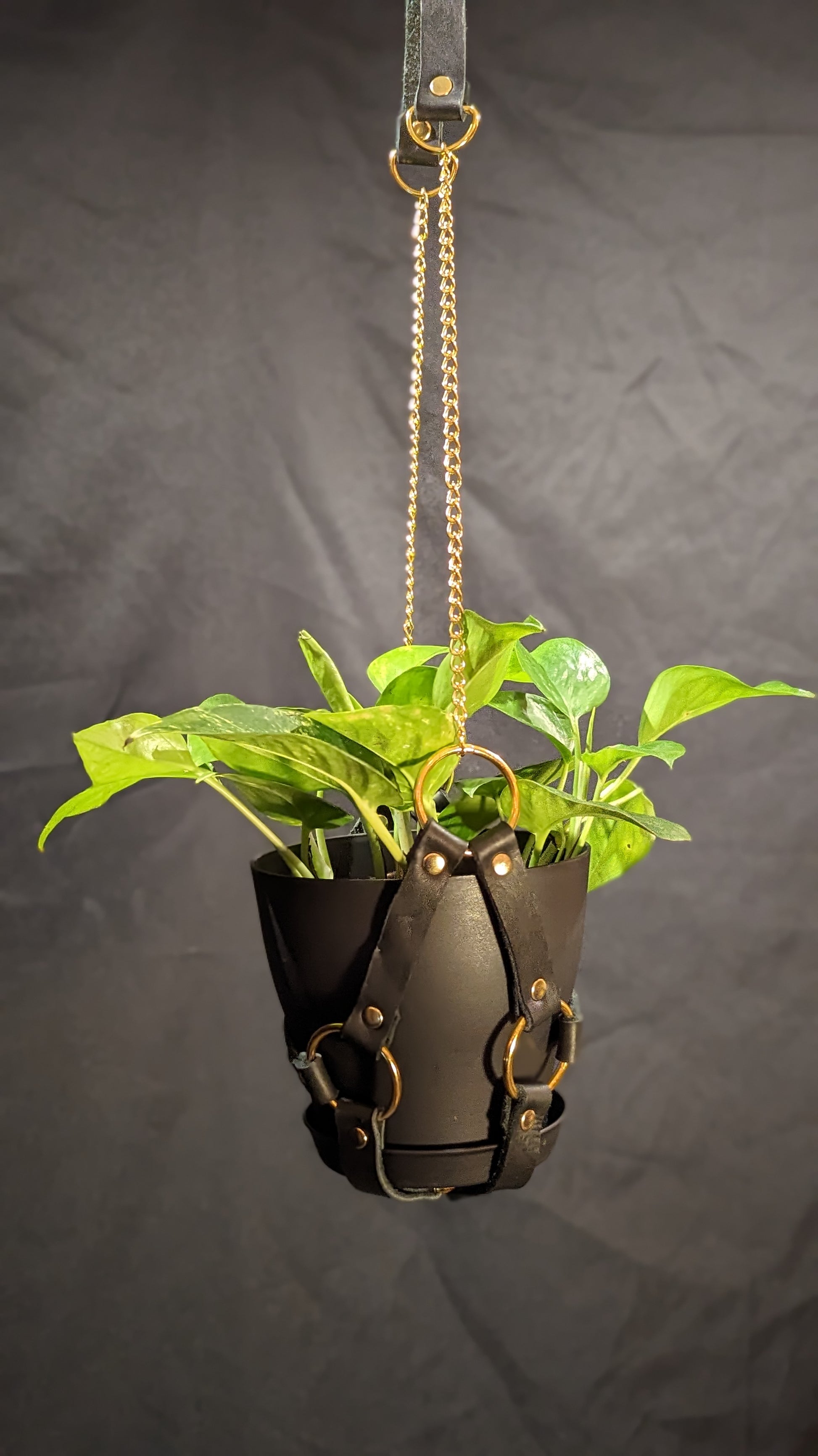 Black leather plant hanger with gold hardware and chain. It is holding a 6" black plant pot with a golden pothos plant.