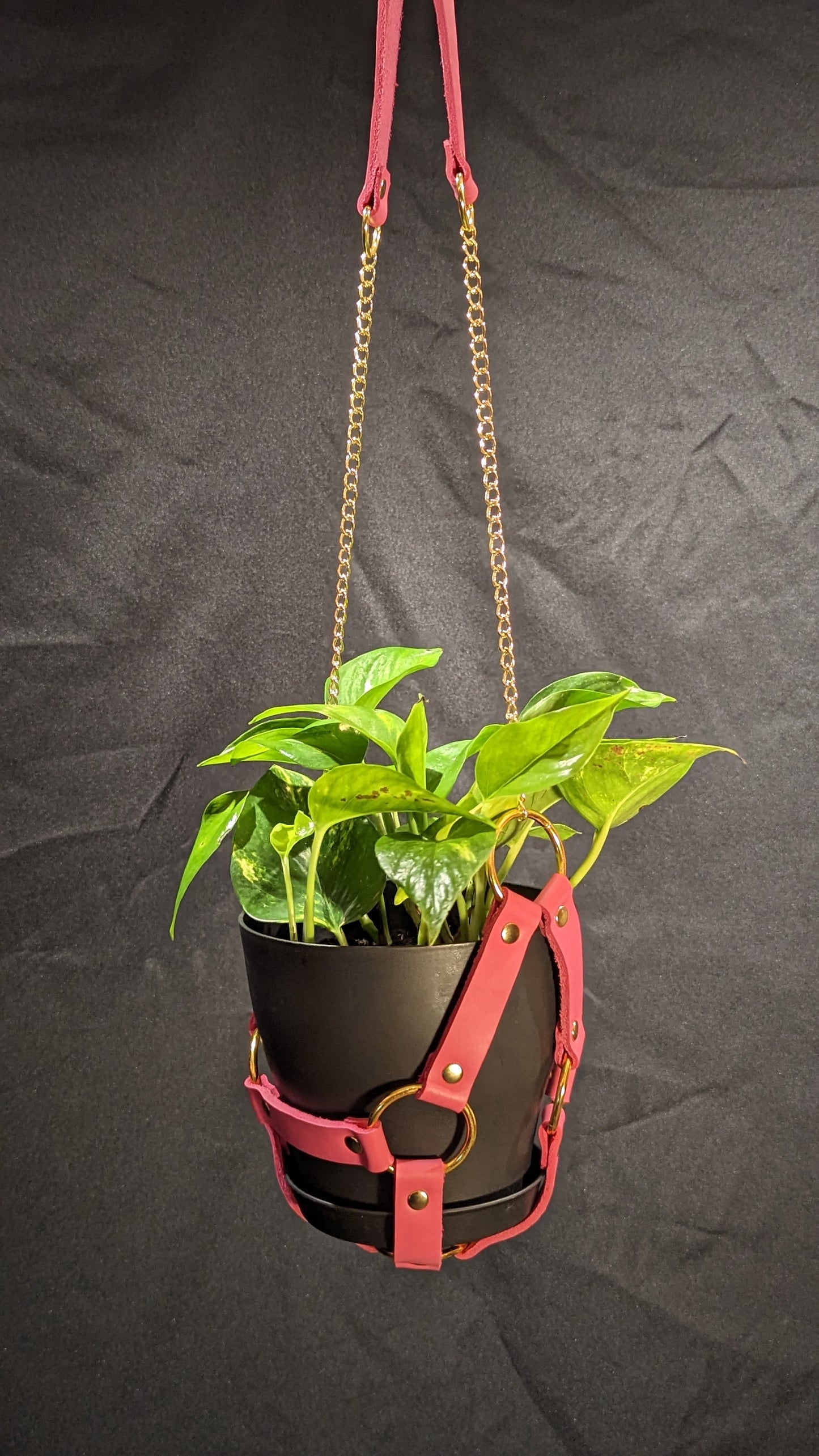 Pink leather plant hanger with gold hardware and chain. It is holding a 6" black plant pot with a golden pothos plant.
