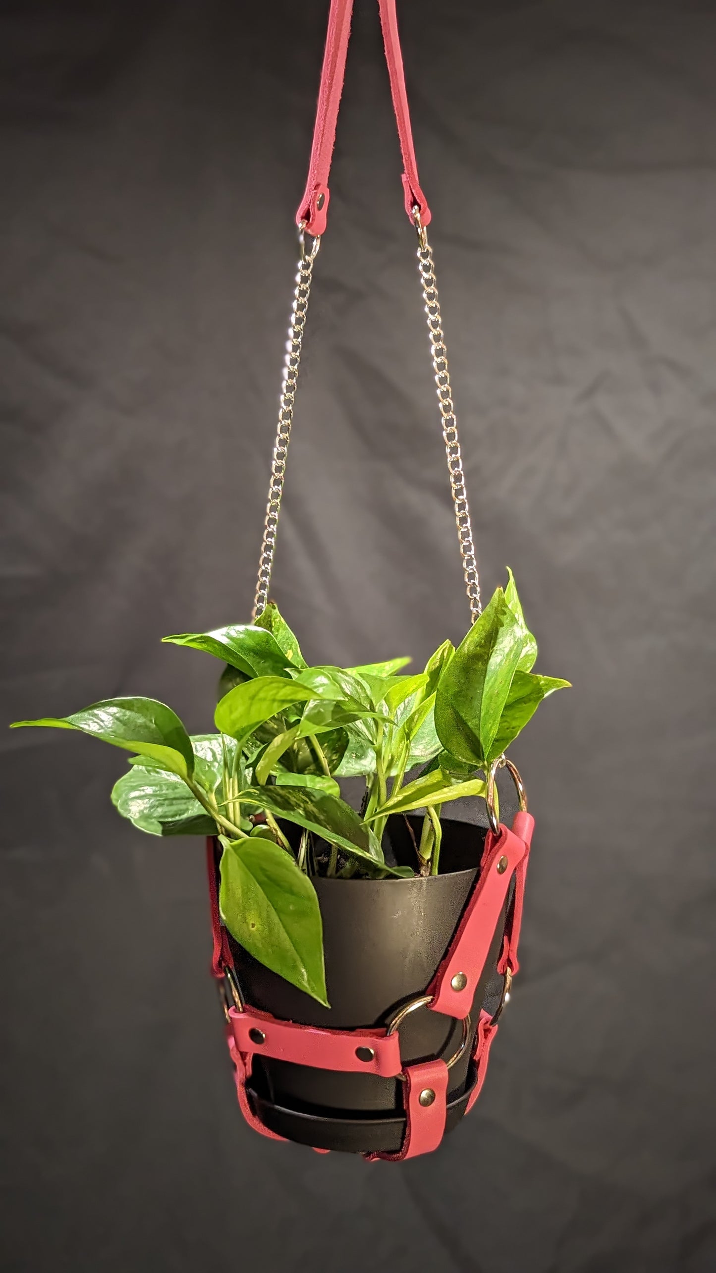 Pink leather plant hanger with silver hardware and chain. It is holding a 6" black plant pot with a golden pothos plant.