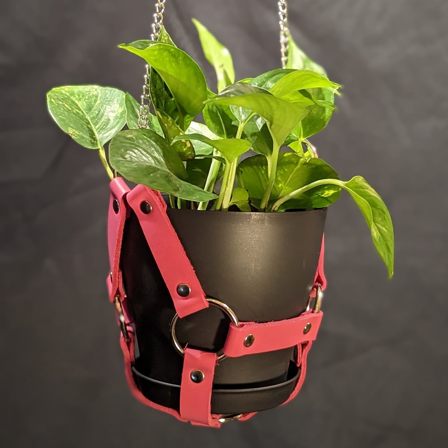 Pink leather plant hanger with silver hardware and chain. It is holding a 6" black plant pot with a golden pothos plant.